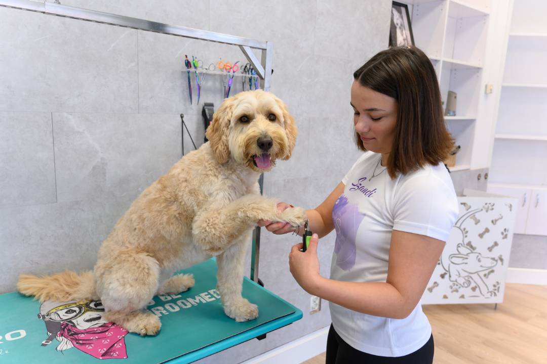 Egészségügyi nyírás körömvágással a DogSpaw szalonban