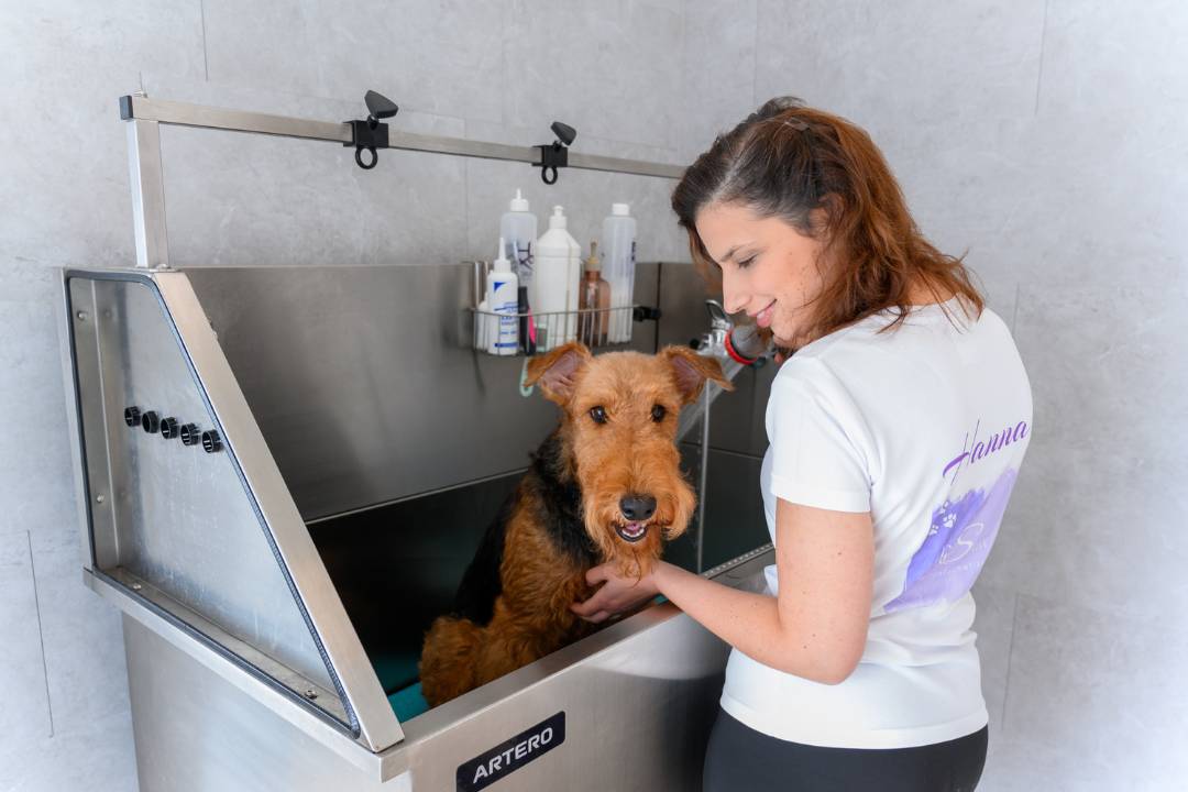 Kutya fürdetés és szárítás a DogSpaw kozmetikai szalonban