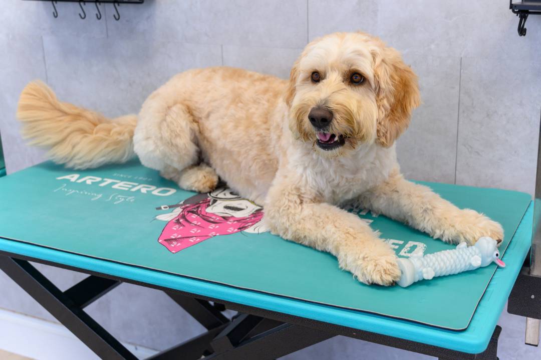 A DogSpaw kozmetikusa egy kutyával az ismerkedő alkalmon
