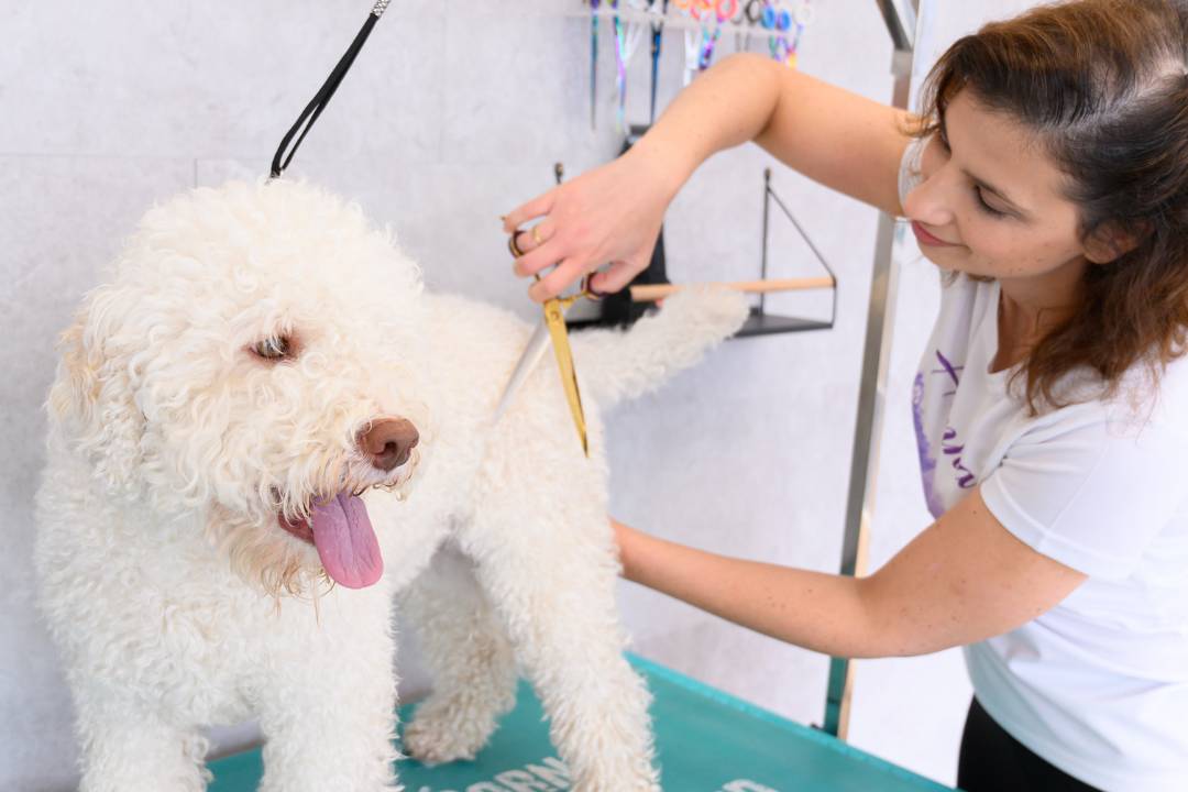 Fehér kutya teljes kozmetika közben a DogSpaw szalonban