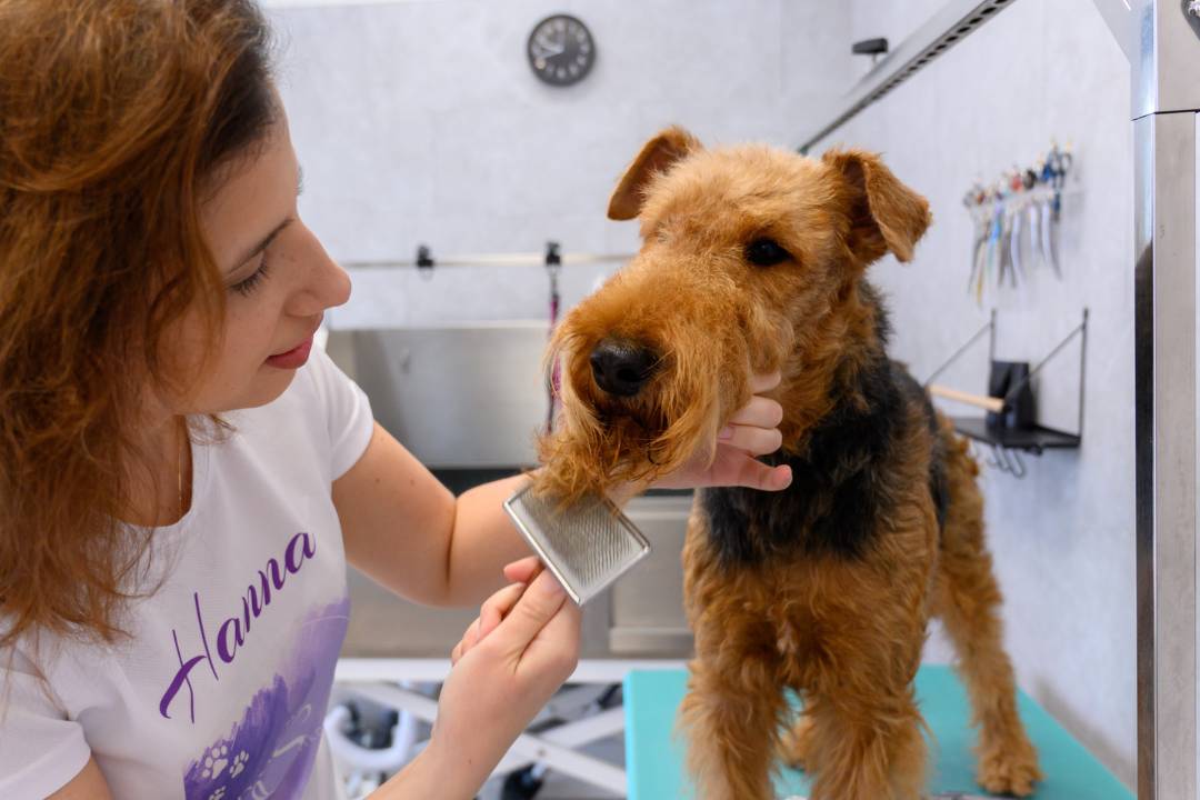 Drótszőrű kutya trimmelése DogSpaw-nál